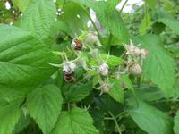 Bienennährpflanze: Himbeere 4 Nektar 3 Pollen, Blütezeit: Mai bis Juli